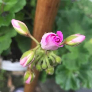 Meet your Posher, Bridie